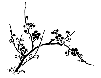 cherry blossoms
